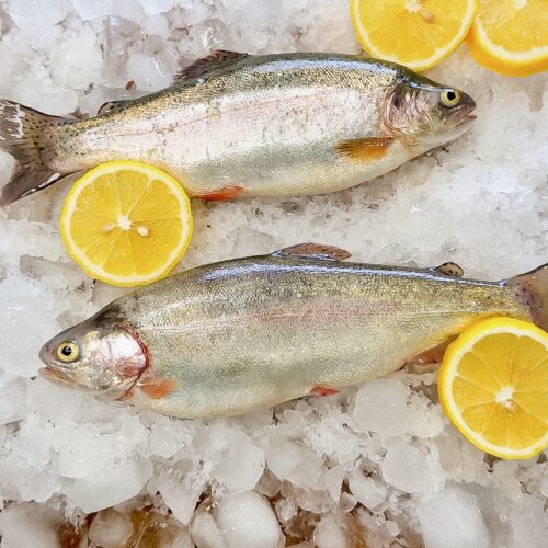 Форель живая